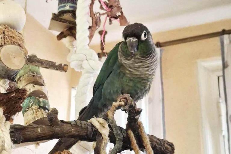 Kleinpapagei ist Kunde von Becherglück. Kleiner Schwarzkopfpapagei sitz auf Ast.