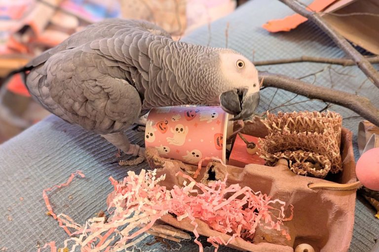 Lukas und das Halloween-Becherglück-Tischspielzeug. Graupapagei sucht Leckerlis im Foraging Spielzeug von Becherglück.