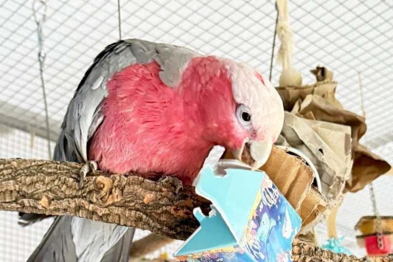 Kundenfoto Rosakakadu schreddert Papierschachtel von Becherglück. Rosakakadu spielt mit Becherspielzeug.