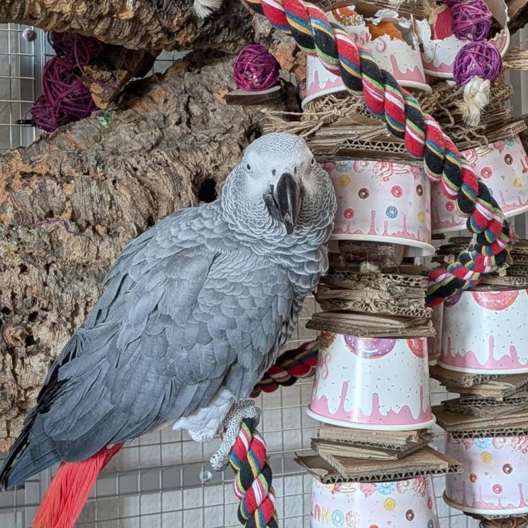 Papageienspielzeug Becherglück Graupapagei mit handgemachtem Becherglück-Spielzeug auf Korkast