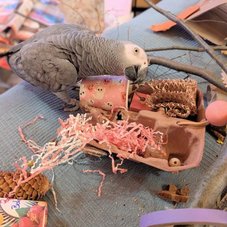 Papageienspielzeug Becherglück Graupapagei mit handgemachtem Becherglück-Spielzeug auf Korkast