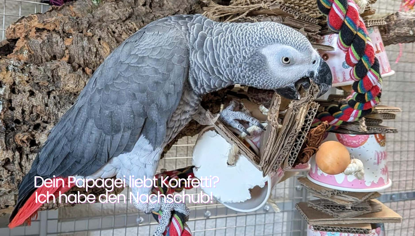 Rommel liebt sein Spielzeug und macht Konfetti. Graupapagei Rommel spielt mit Becherglück-Spielzeug.